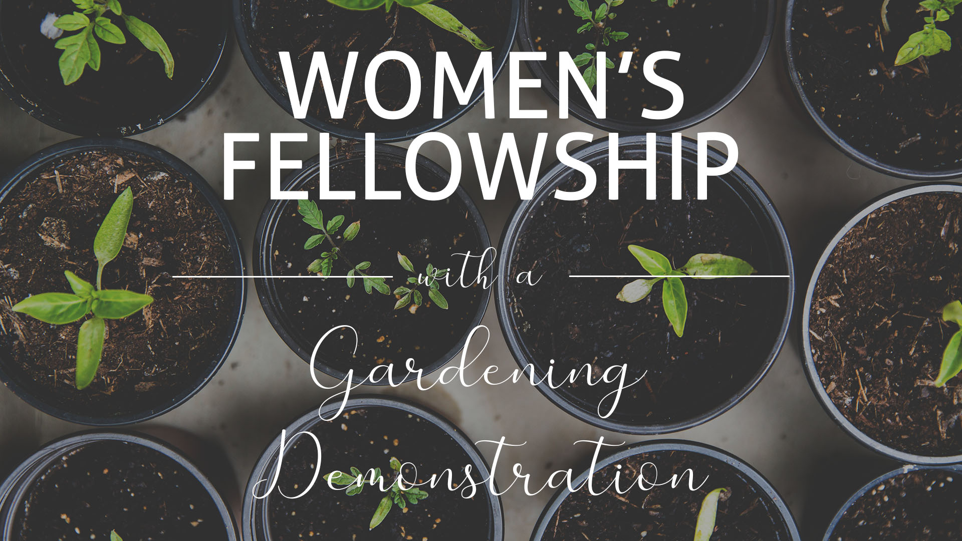 Women's Fellowship